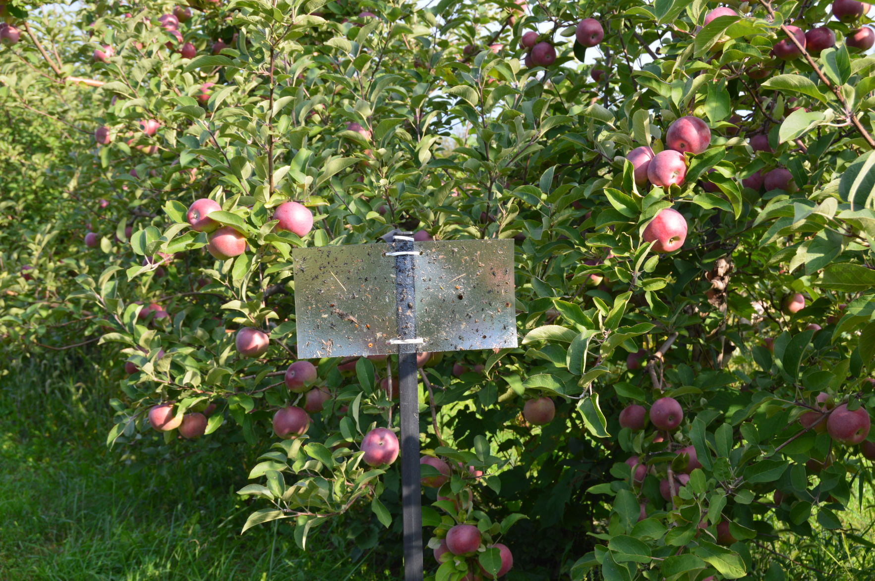 BMSB Trap Orchard 2018 10